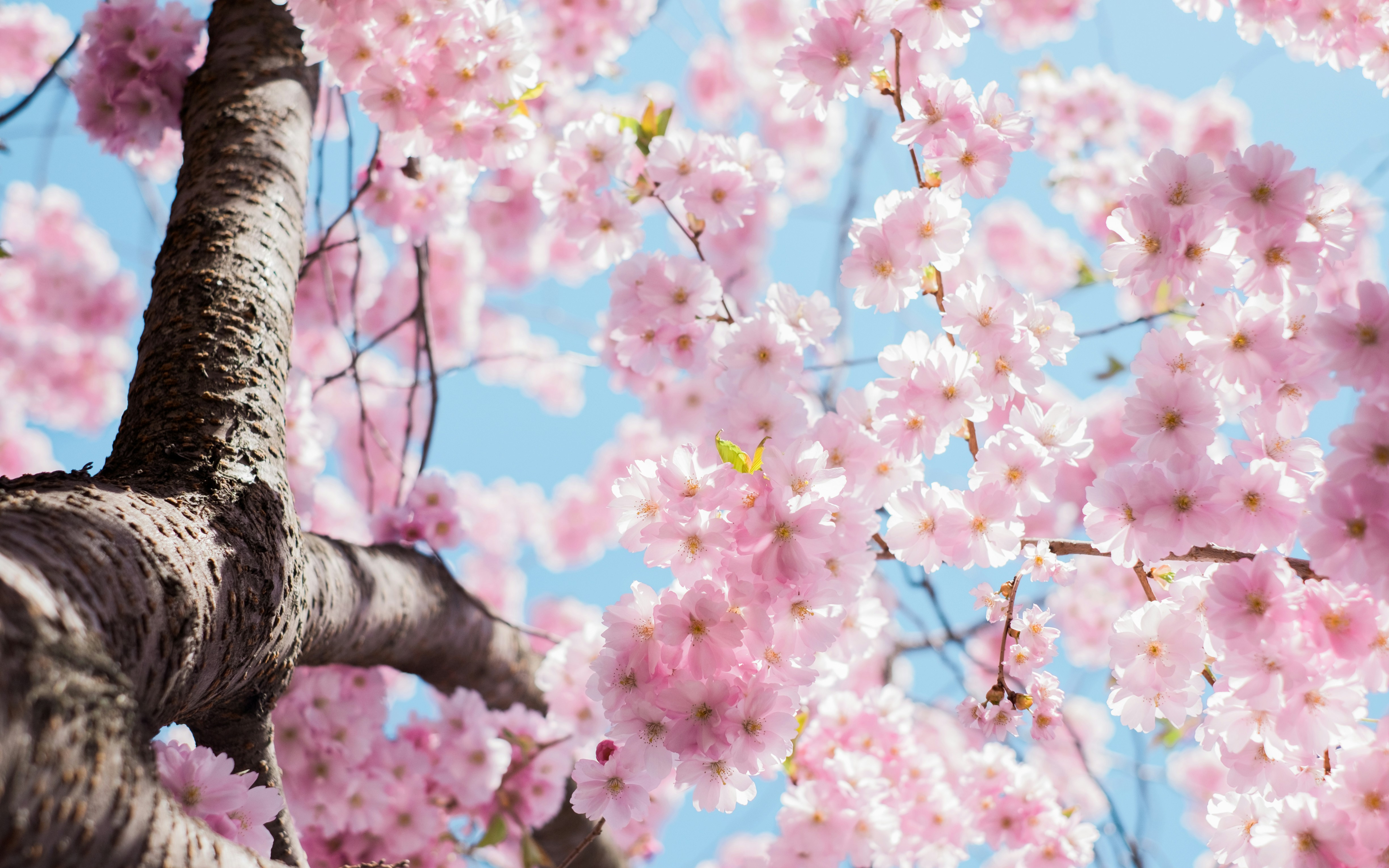 A close-up of cherry blossoms in full bloom against a bright blue sky.
